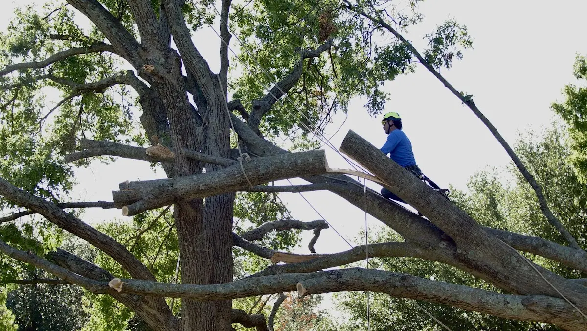 Professional Crown Thinning performed by certified arborists in Perrinton